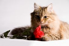 Sweet Little Cat With Valentine Rose Royalty Free Stock Photos Sweet Little Cat With Valentine Rose Royalty Free Stock Photos
