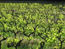 Vineyard Stock Photography Vineyard Stock Photography