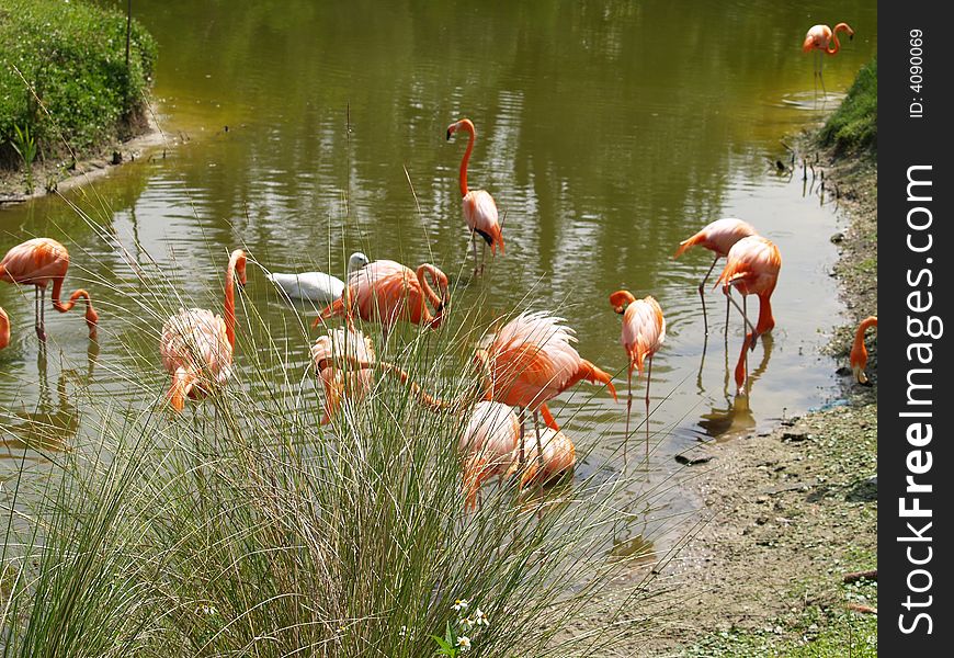 A group of birds gather at a body of water