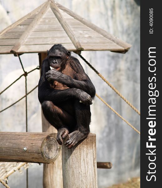 A chimpanzee climbs atop its playground to eat. A chimpanzee climbs atop its playground to eat