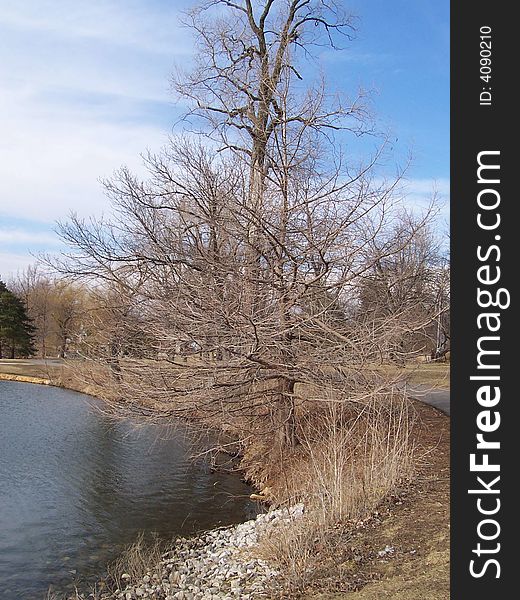 A leafless tree next to a small lake. A leafless tree next to a small lake