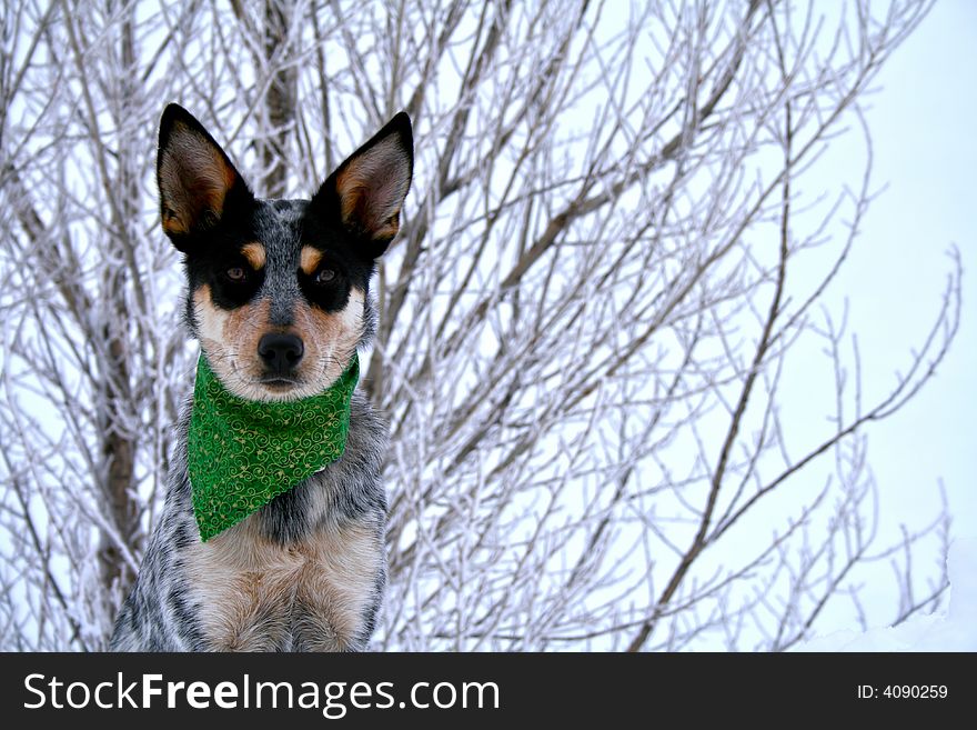 Blue Heeler puppy sporting green bandanna while on top of large snow drift. Blue Heeler puppy sporting green bandanna while on top of large snow drift