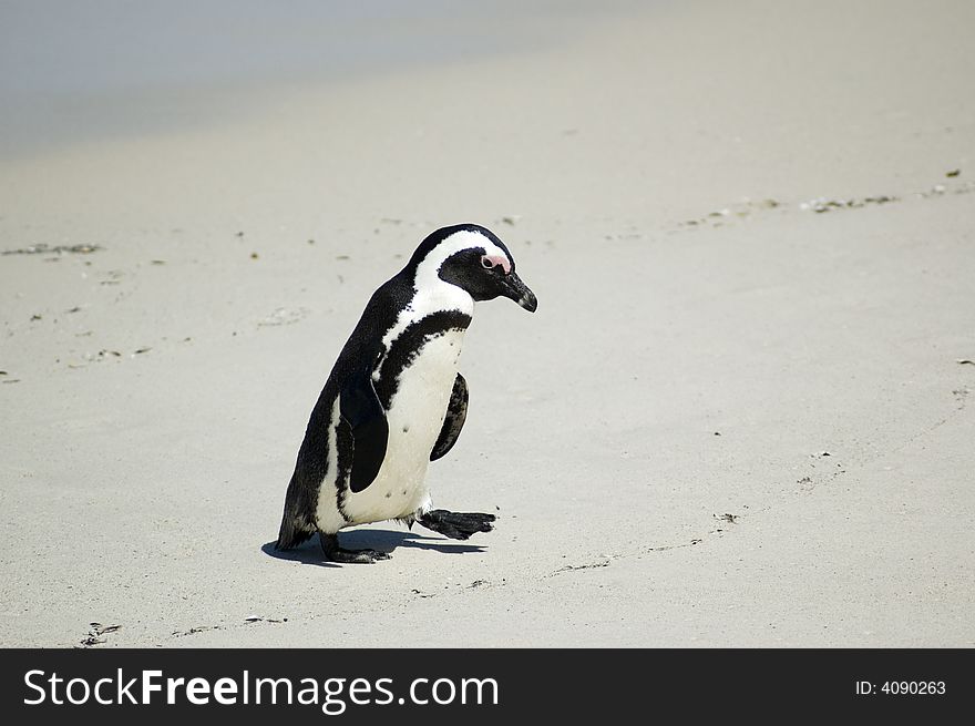 A lonely penguin walking up the Boulders beach. A lonely penguin walking up the Boulders beach