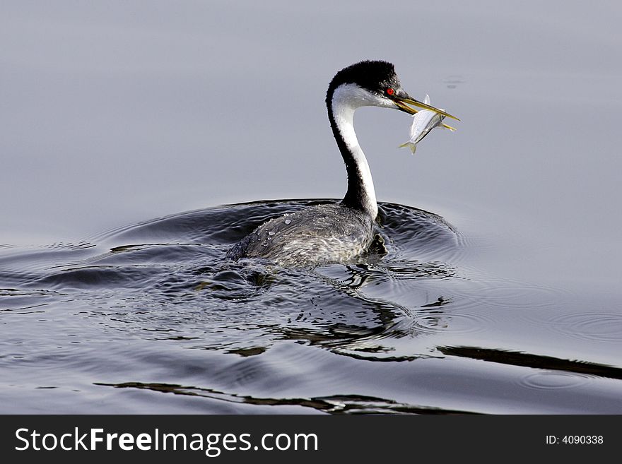 Western Grebe with fish in beak on calm lake water as background