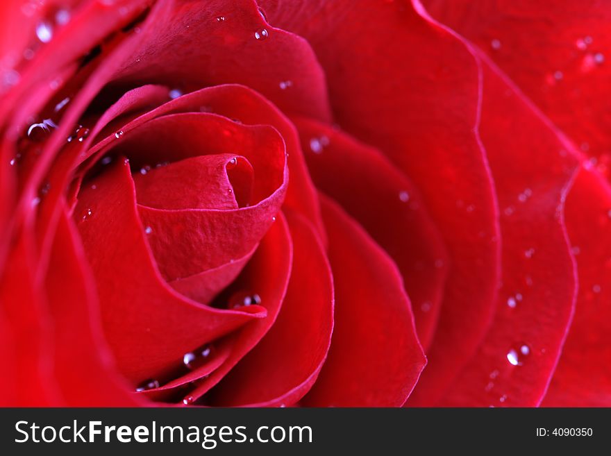 Wet Red rose macro . Can be used for Valentine's Day or any other day.