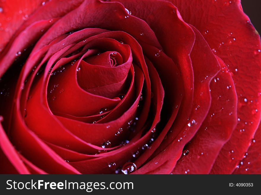 Wet Red rose macro . Can be used for Valentine's Day or any other day.