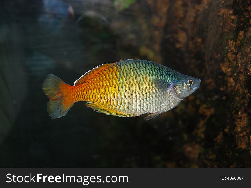 Colorful fish inside the aquariums