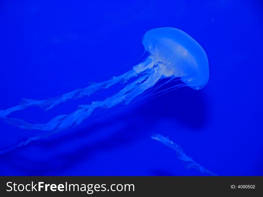 Jelly Fish Swimming Inside The Aquarium