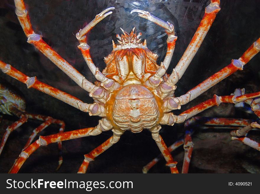 Spider crab inside the aquariums
