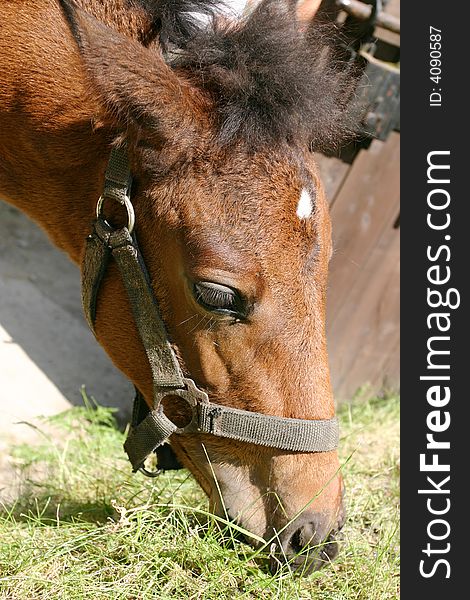 Close-up shot of a feeding horse. Shot were taken at Prague's Zoo.