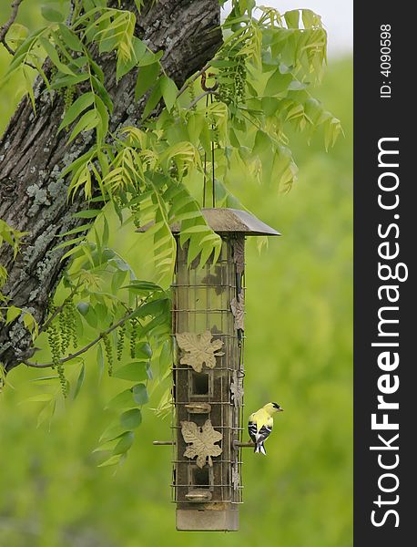 Yellow Bird sitting on a Feeder with Green Trees and Branch