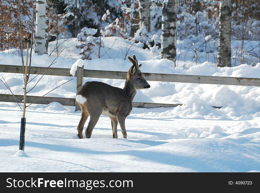 A deer in the snow. A deer in the snow