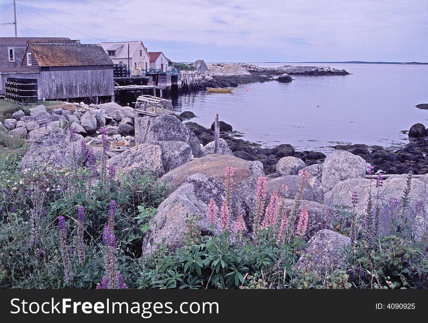 Lupine wildflowers blooming among the rocks along the seashore. Wooden buildings in background. Lupine wildflowers blooming among the rocks along the seashore. Wooden buildings in background.