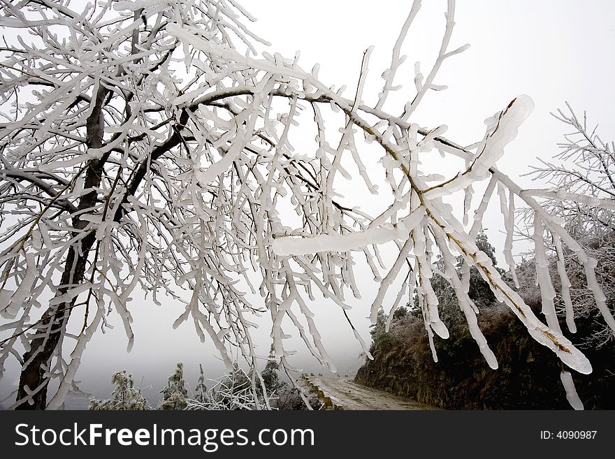 The trees of the  road is covered with Ice in winter. The trees of the  road is covered with Ice in winter