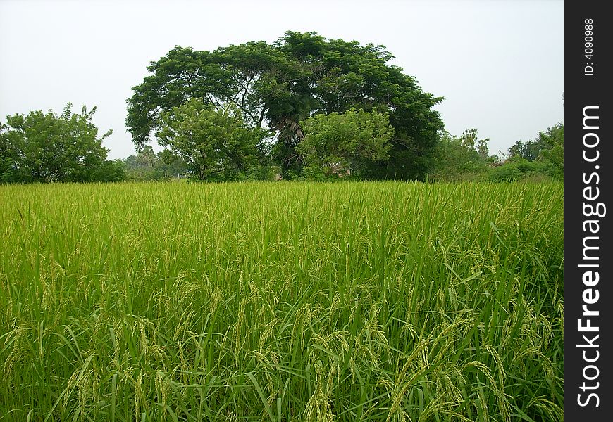 Green cambodian riece field in  rainy season. Green cambodian riece field in  rainy season.