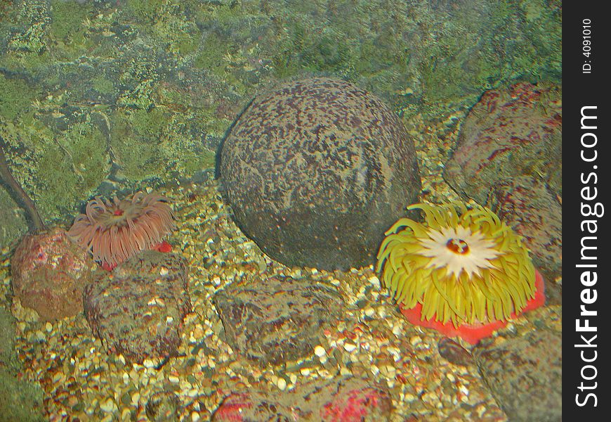 Sea anemones among rocks on sand bottom. Sea anemones among rocks on sand bottom