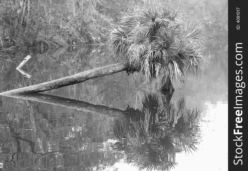 Reflections of a palm in the florida bayou. Reflections of a palm in the florida bayou