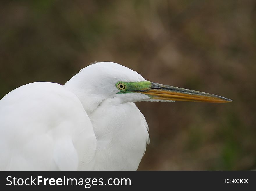 Head of an egret up close