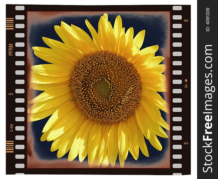 Sunflower on frame