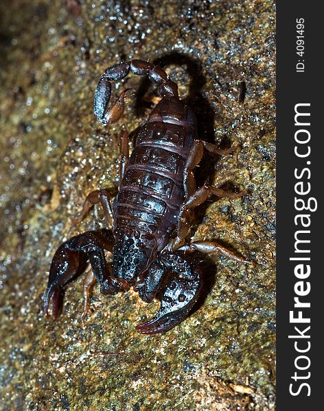 Scorpion on a wet rock is ready for his enemy.