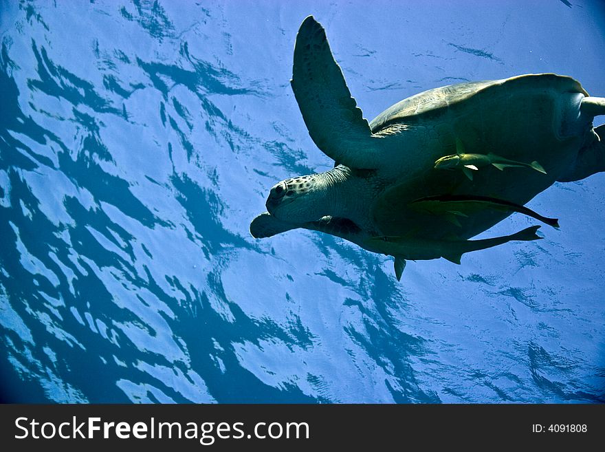Green turtle (chelonia mydas)in na'ama bay.