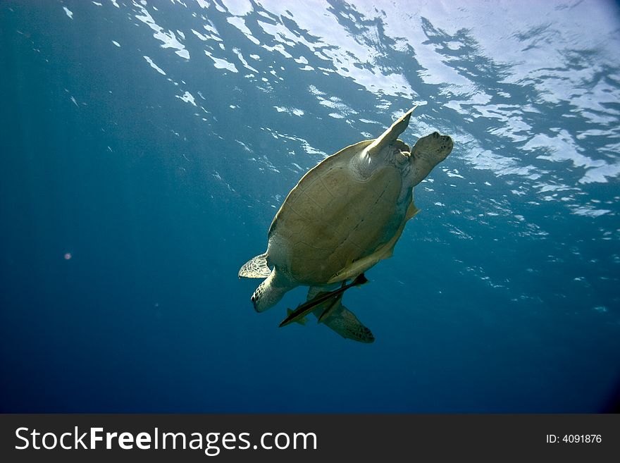 Green turtle (chelonia mydas)with 3 remora's in na'ama bay.