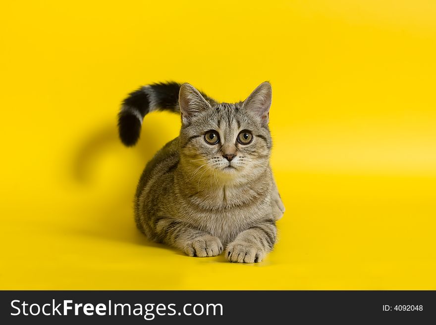 Scottish-strite cat sitting on a yellow background