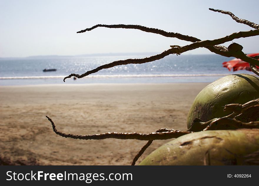 Fresh coconuts lying on the beach near the ocean