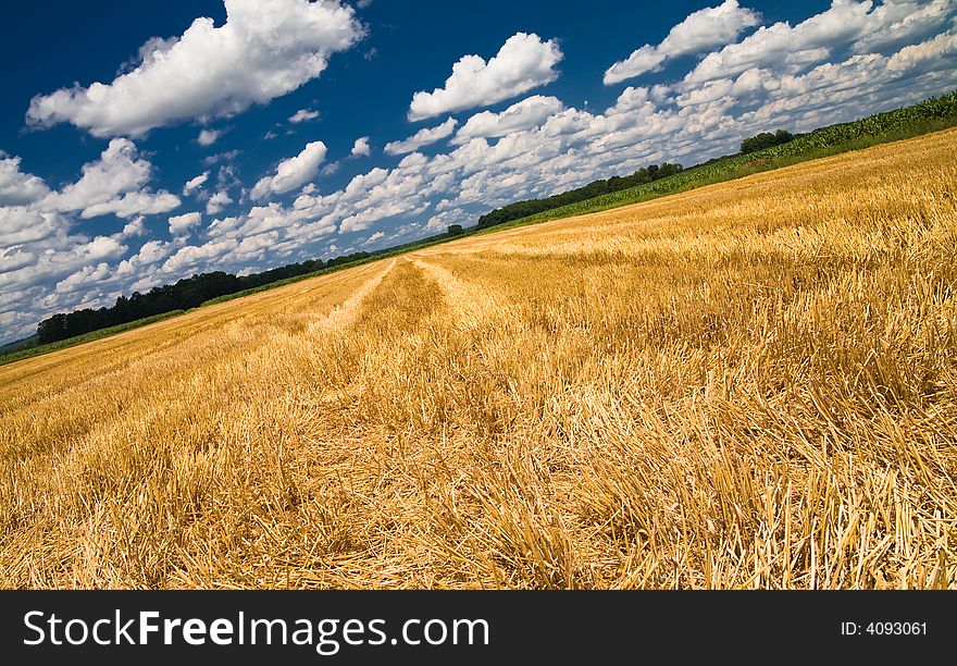 A Summer Cornfield in Southern Austria.