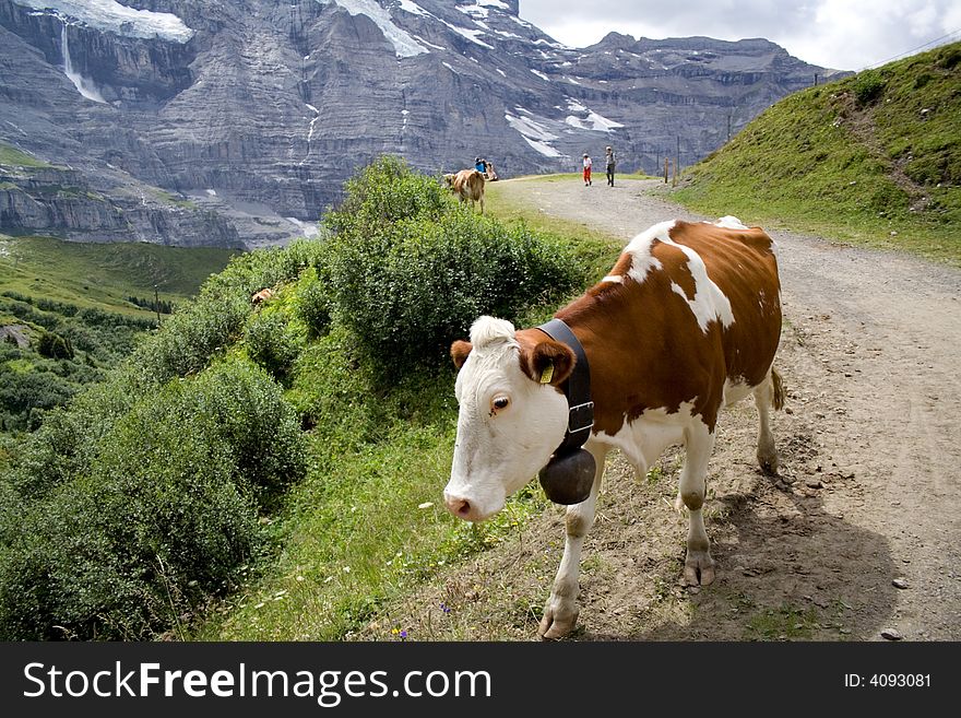 A cow in a road to Kleine Scheidegg. A cow in a road to Kleine Scheidegg