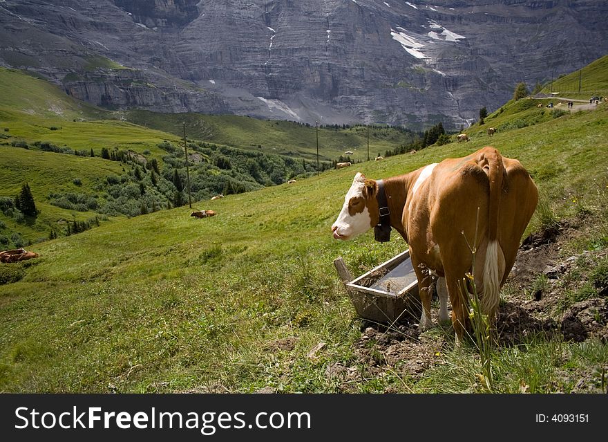 A cow in a road to Kleine Scheidegg. A cow in a road to Kleine Scheidegg