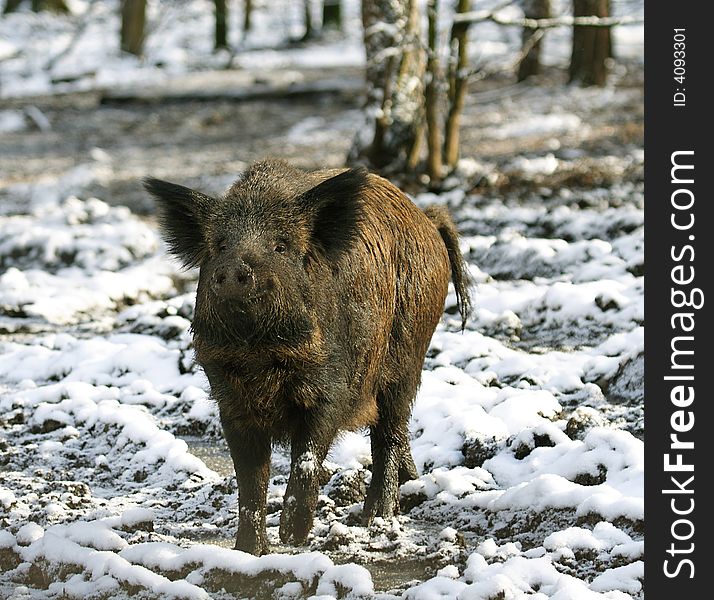 Wild Boar ( Sus scrofa ). Russia, Voronezh area