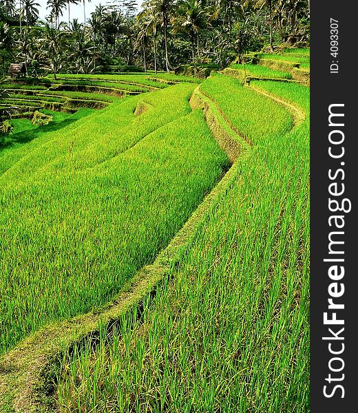 Balinese rice field in central east of Bali. Balinese rice field in central east of Bali