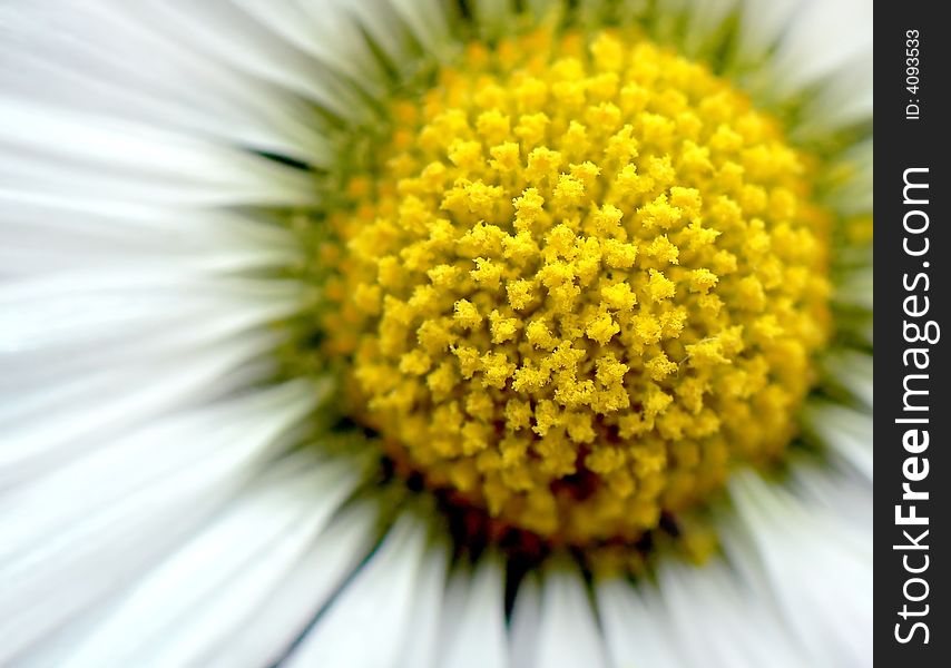 Macro of the daisy flower