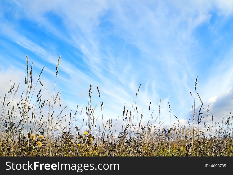 Autumn landscape. Dry grass, seed and last field flowers, under high light blue sky. Easy white, fluffy clouds. Autumn landscape. Dry grass, seed and last field flowers, under high light blue sky. Easy white, fluffy clouds.