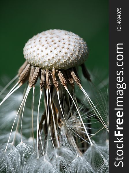 A Closeup of a Dandelion. A Closeup of a Dandelion