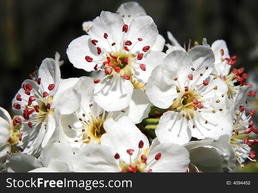 Apple flowers