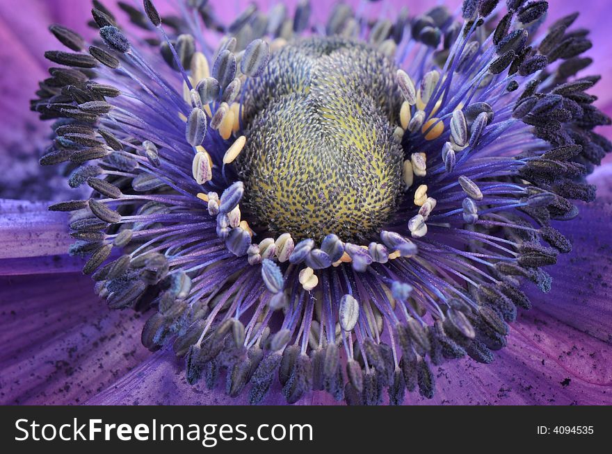 Close-up of center of intense purple anemone with abundant pollen. Close-up of center of intense purple anemone with abundant pollen