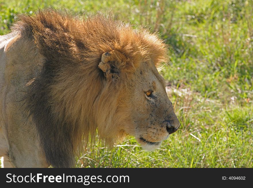 Lion male in african savannah. Lion male in african savannah