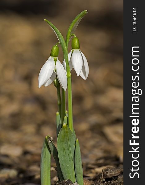 Close-up shot for a snowdrop