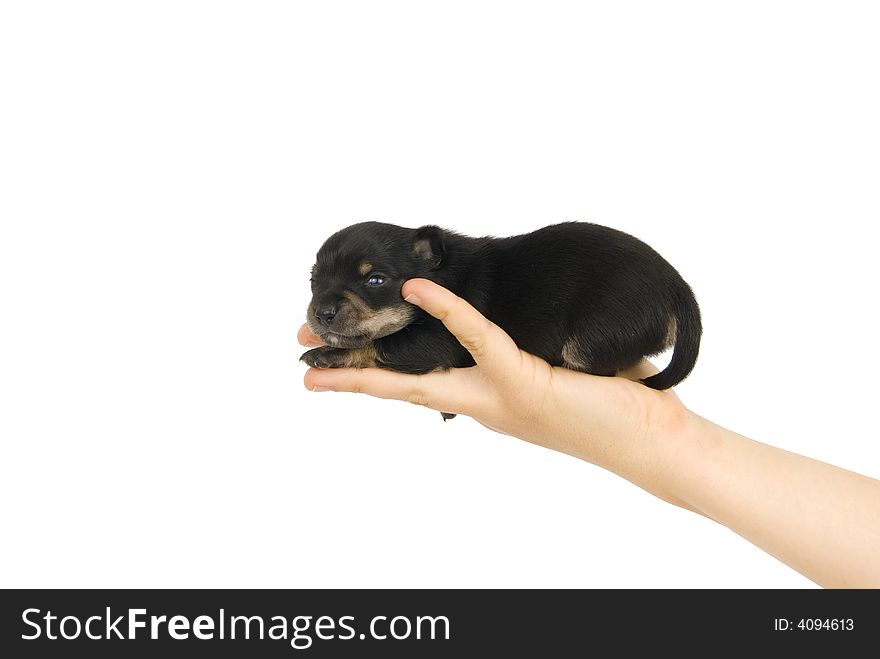 Black puppy is on one hand. Black puppy is on one hand.