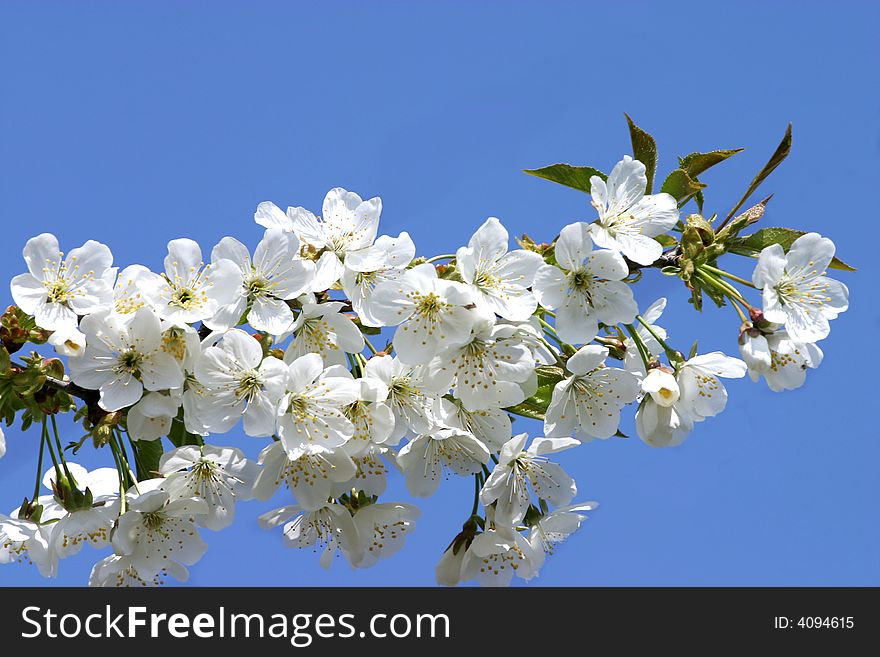 Pure cherry flowers bloom brench detail in spring. Pure cherry flowers bloom brench detail in spring