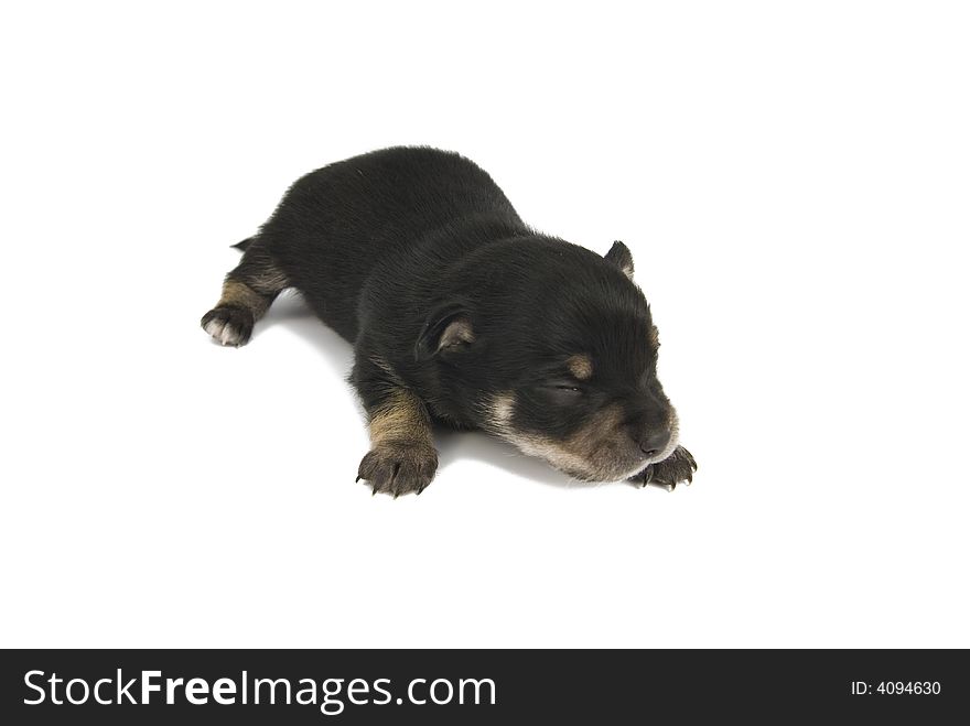 Chihuahua Puppy.