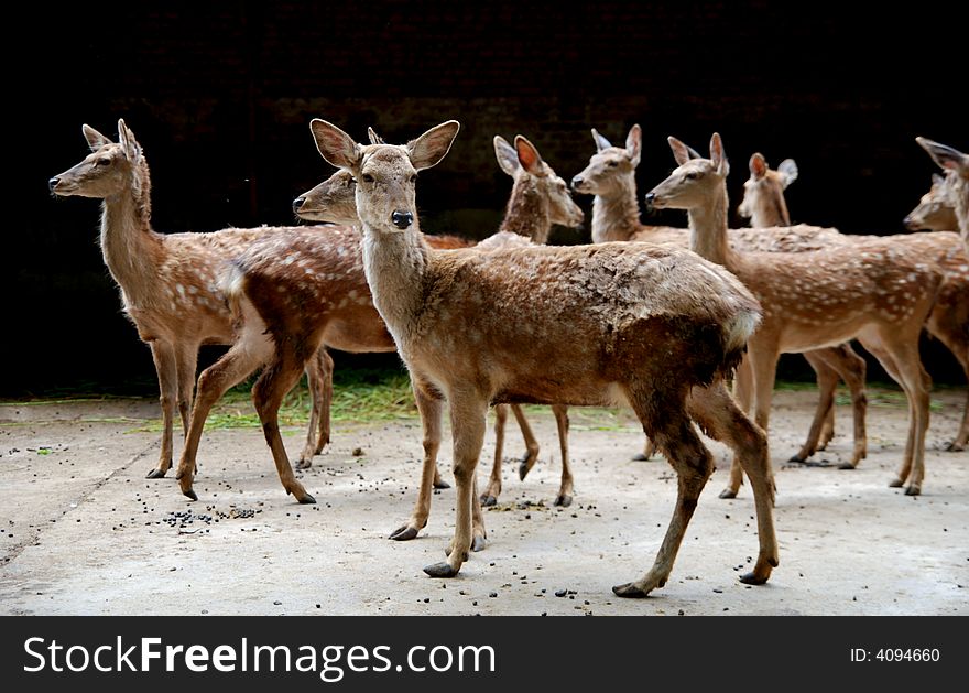 A covey of deers photoed in Guiyang Qianling park, GuiZhou province,China