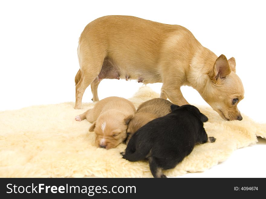 Three small puppies to sleep comfortably. Three small puppies to sleep comfortably.