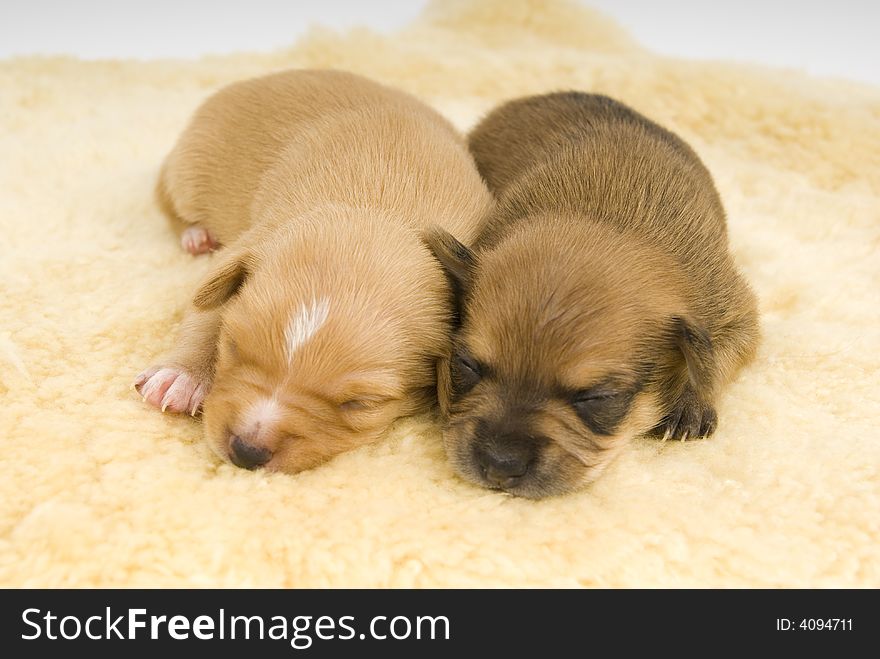 Two small puppies to sleep comfortably. Two small puppies to sleep comfortably.