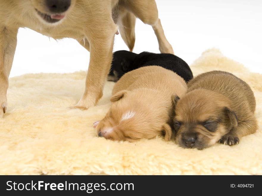 Three small puppies to sleep comfortably. Three small puppies to sleep comfortably.