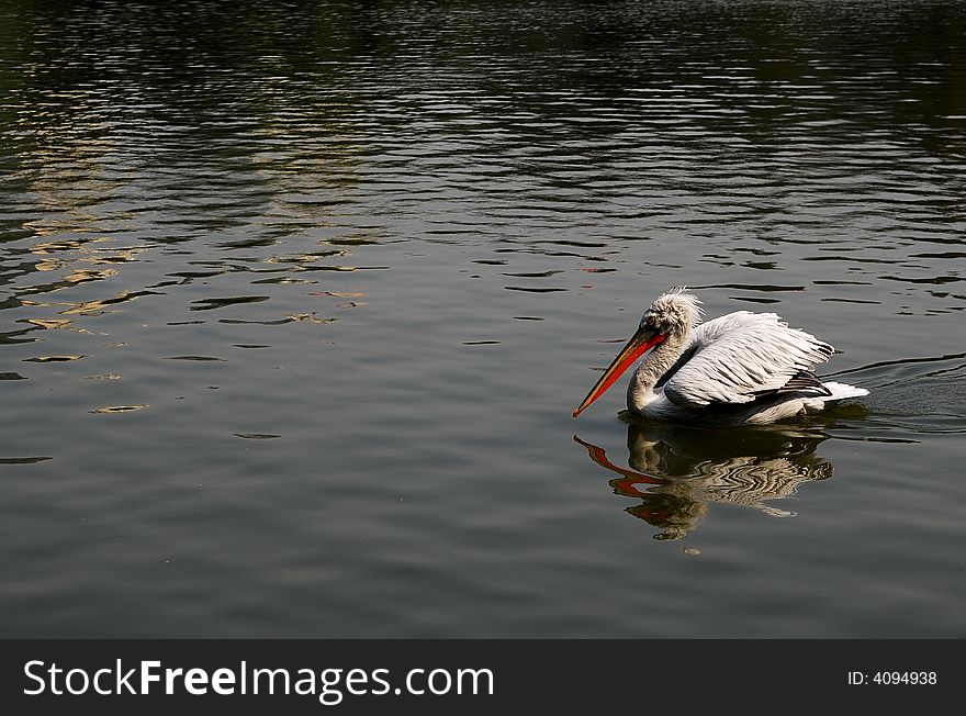 A bird photoed in Shanghai Zoo. I don't know clearly this birds'name,