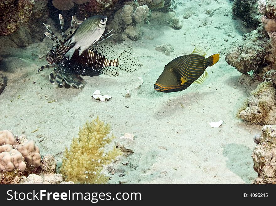 orange-strip triggerfish (balistoides undulatus) taken at sofitel house reef. orange-strip triggerfish (balistoides undulatus) taken at sofitel house reef.