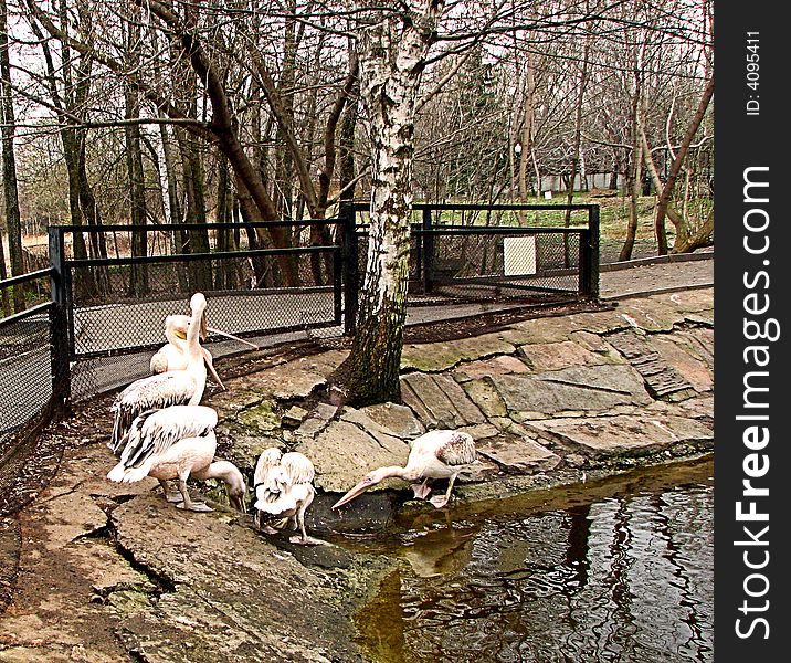 Photo of group of pelicans in zoo